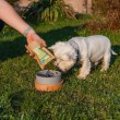 ANIMAL ISLAND Adult Medium Salmon - dry dog food - 12kg