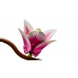 LEGO BOTANICALS 11510 Magnolia Branches