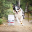 VETEXPERT Raw Paleo Ultra Medium&Large Puppy Beef - dry food for puppies - 10 kg VETEXPERT Raw Paleo Ultra Medium&Large Puppy Beef - dry food for puppies - 10 kg
