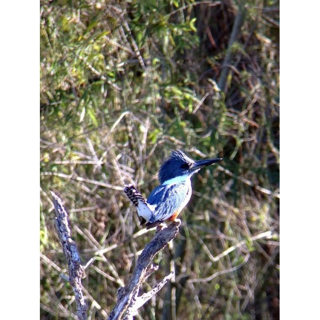 Celestron Regal M2 65ED spotting scope 48x BaK-4 Black, Green Celestron Regal M2 65ED spotting scope 48x BaK-4 Black, Green