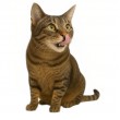 SHELMA with salmon in sauce - wet cat food - 85g SHELMA with salmon in sauce - wet cat food - 85g