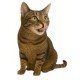 SHELMA with salmon in sauce - wet cat food - 85g SHELMA with salmon in sauce - wet cat food - 85g