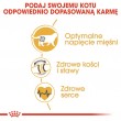Royal Canin British Shorthair Adult cats dry food 4 kg Royal Canin British Shorthair Adult cats dry food 4 kg