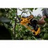 PRUNING SHEAR DCMPP568N DEWALT